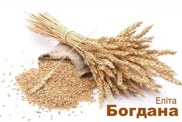 Озимая пшеница Богдана