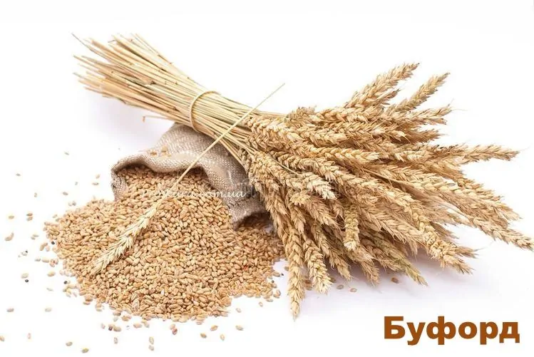 Насіння пшениці Буфорд