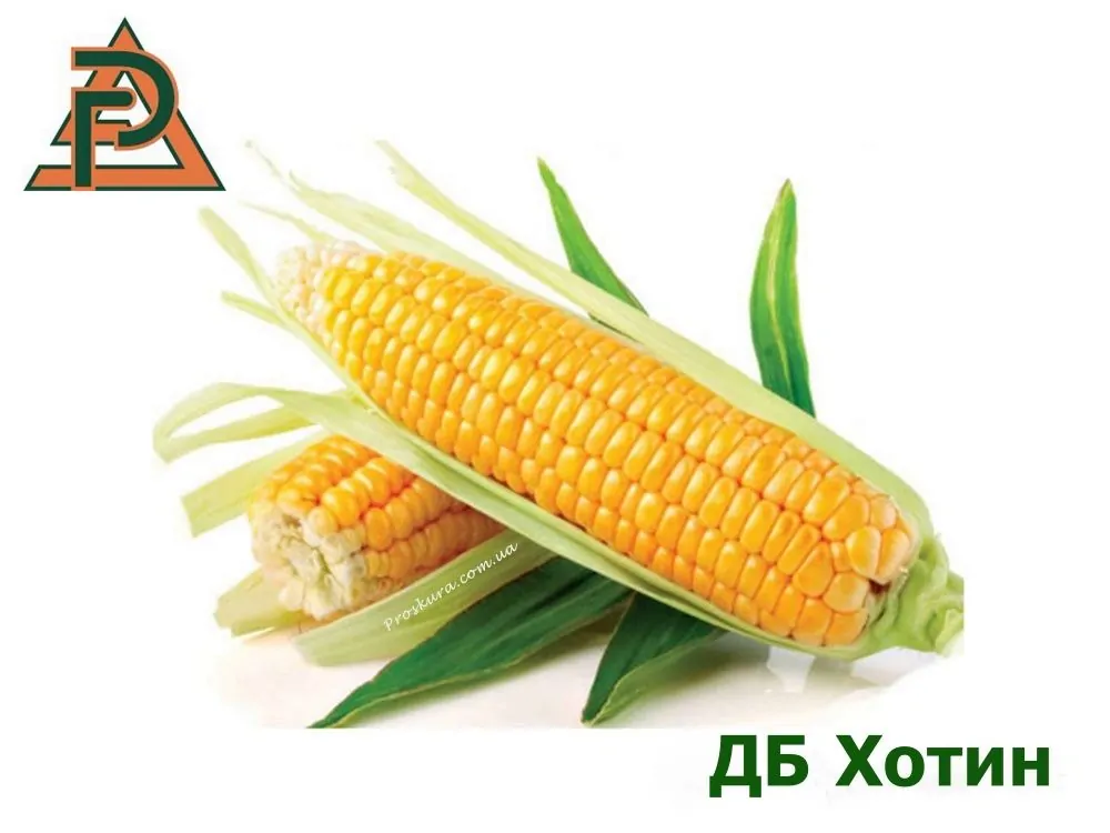 Насіння кукурудзи ДБ Хотин (РостАгро)