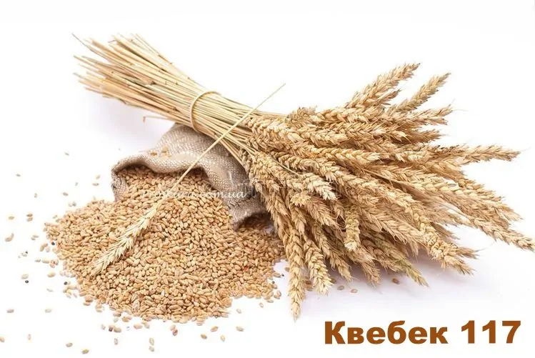 Семена пшеницы Квебек - 117
