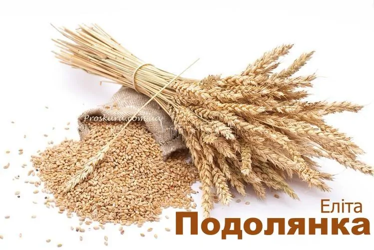 Насіння пшениці Подолянка