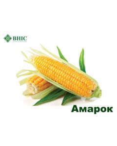 Семена кукурузы Амарок 290