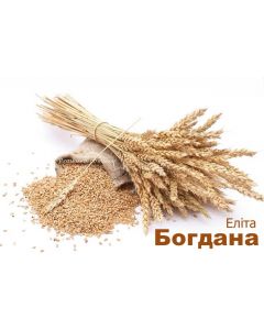 Озимая пшеница Богдана