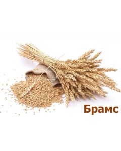 Семена озимой пшеницы Брамс