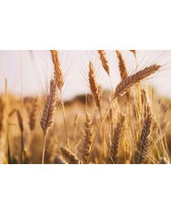 Озимая пшеница Даринка Киевская
