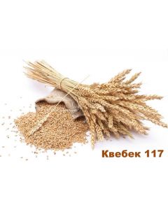 Семена пшеницы Квебек - 117