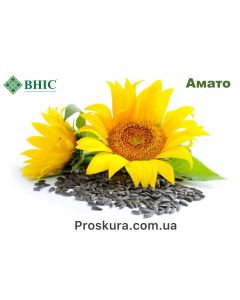 Семена подсолнечника Амато - Стандарт