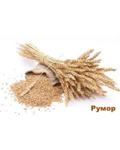 Насіння пшениці Румор